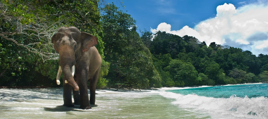 Daily Trip to Inglis Island