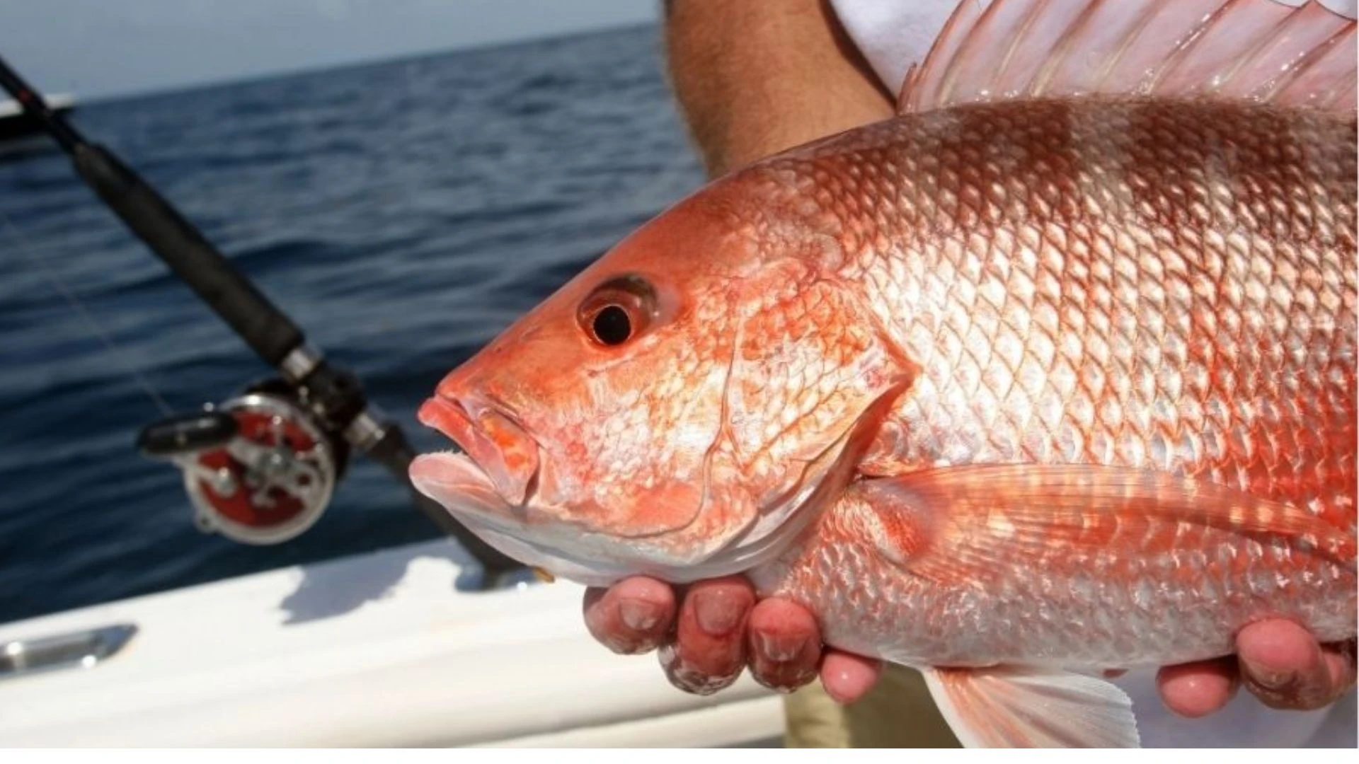 4 Day Game Fishing Trip